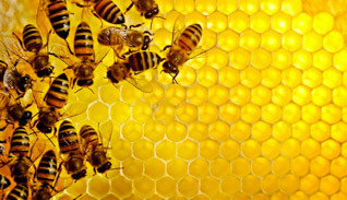 Specialist Bijenproducten